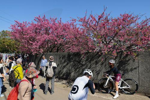 epa12703728 People take photos next to blooming cherry blossoms at  Yangmingshan National Park in Taipei, Taiwan, 04 February 2026. Several varieties of cherry blossoms grow across the country, flowering from January to April, with some of the most popular viewing spots being Yangmingshan National Park, Wuling Farm, Alishan and Sun Moon Lake.  EPA/RITCHIE...
