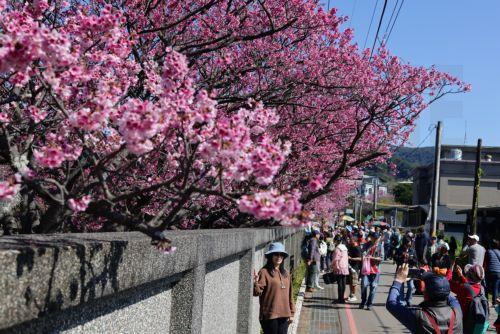 epa12703729 People take photos next to blooming cherry blossoms at  Yangmingshan National Park in Taipei, Taiwan, 04 February 2026. Several varieties of cherry blossoms grow across the country, flowering from January to April, with some of the most popular viewing spots being Yangmingshan National Park, Wuling Farm, Alishan and Sun Moon Lake.  EPA/RITCHIE...