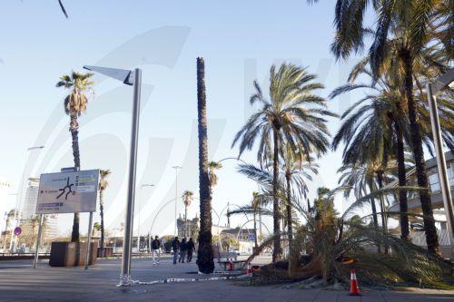 epa12731285 A palm tree on the ground in Barcelona, Spain, 12 February 2026, amid the strong winds registered in Catalonia. Schools and sports activities have been postponed in the region due to the weather.  EPA/ALEJANDRO GARCIA