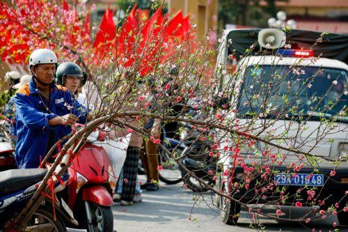 epa12745344 A man looks for peach blossoms at a street market ahead of Tet, the Lunar New Year in Hanoi, Vietnam, 16 February 2026. Tet, Vietnam’s biggest traditional festival, begins on 17 February this year.  EPA/LUONG THAI LINH
