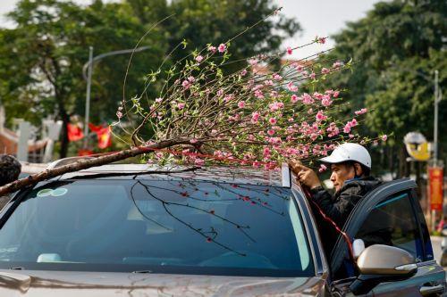 epa12745356 A man loads peach blossoms on a car ahead of Tet, the Lunar New Year in Hanoi, Vietnam, 16 February 2026. Tet, Vietnam’s biggest traditional festival, begins on 17 February this year.  EPA/LUONG THAI LINH