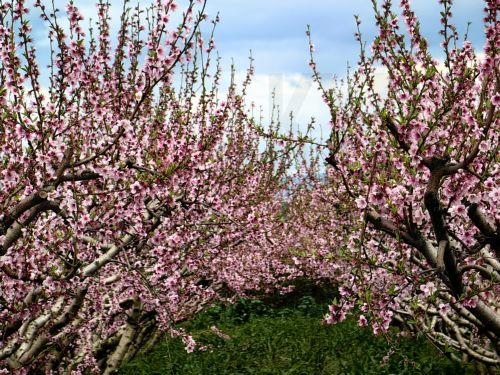Ανθισμένες κερασιές στη φύση του Ναυπλίου, Τρίτη 24 Φεβρουαρίου 2026. ΑΠΕ-ΜΠΕ /ΑΠΕ-ΜΠΕ/ΜΠΟΥΓΙΩΤΗΣ ΕΥΑΓΓΕΛΟΣ