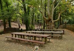 Forests Department issues fire preventio
