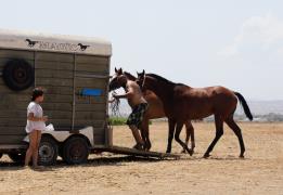 No other horse with West Nile virus as s