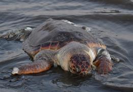 Su Ürünleri Dairesi Chloraka’da deniz ka