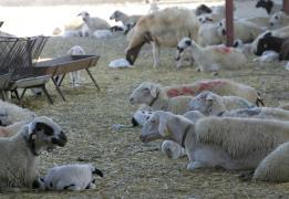 FMD vaccines handed over to Turkish Cypr