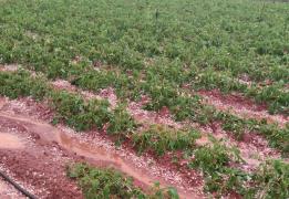 Agricultural area managed by women in Cy