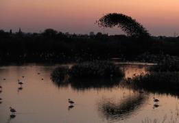 Captivating views of starlings at Vorokl