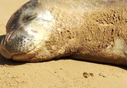 Νεκρή φώκια εντοπίστηκε σε θαλάσσια περι