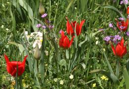 Για 1η φορά η Κύπρος σε τελικό για ευρωπ