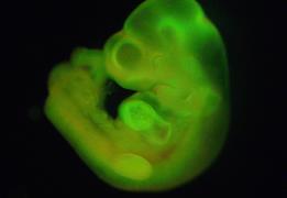 Τα θηλαστικά δεν μπορούν να κλωνοποιηθού