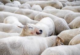 AB’den Kıbrıs Türk toplumuna 500 bin doz