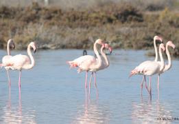 Flamingos return to Akrotiri wetland