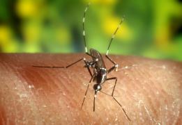 Systematic surveillance of Culex mosquit