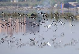 Η Διάσκεψη CMS CoP15 εξετάζει νέα μέτρα 