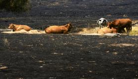 Χιλιάδες απομακρύνονται από τα σπίτια τους εξαιτίας των πυρκαγιών στην Ισπανία