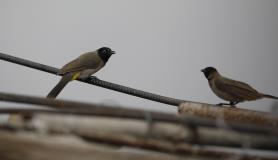 Η υλοτομία απειλεί τα πουλιά στην Υεμένη