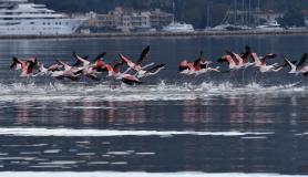 Χριστουγεννιάτικες αφίξεις φλαμίνγκο στο Ναύπλιο