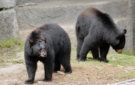 Αρκούδες σε χωριό στο Κόσοβο, κινδυνεύου