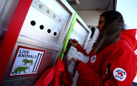 Δύο αρκούδες έφτασαν από την Αργεντινή σ