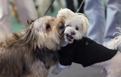 Σκυλιά έως 30 κιλά στην καμπίνα, ανακοίν