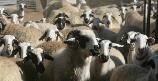 Δύο νέα κρούσματα αφθώδους σε Γέρι και Δ