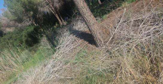Υπό πλήρη έλεγχο δασική πυρκαγιά στο Εθν