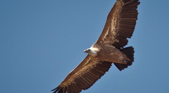 Ελεύθερος γύπας που έτυχε περίθαλψης από