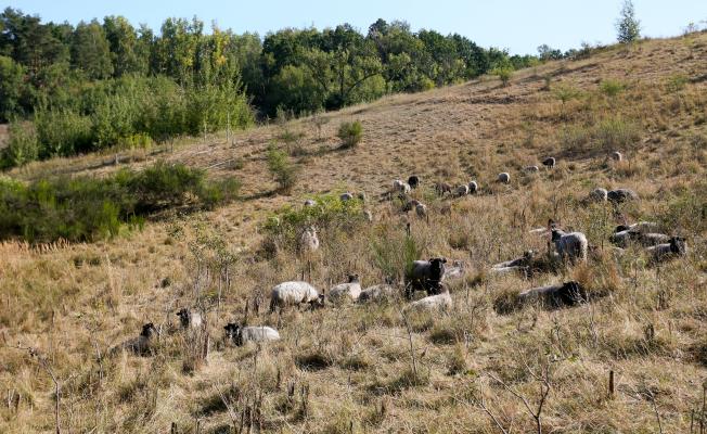Η αποκατάσταση των λιβαδιών αποφέρει από