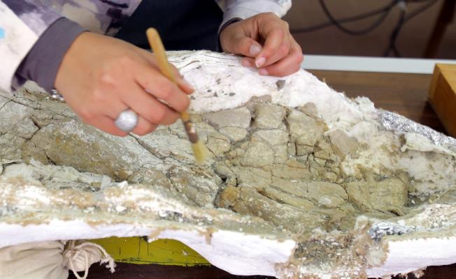Μελέτη για το Megacauda, το θηλαστικό πο
