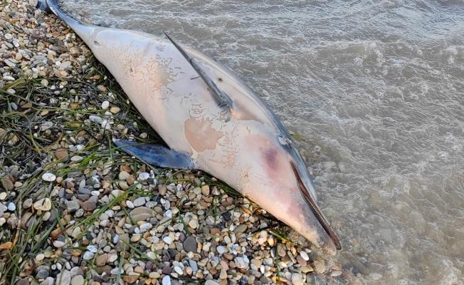 Προχώρησε στις προβλεπόμενες διαδικασίες