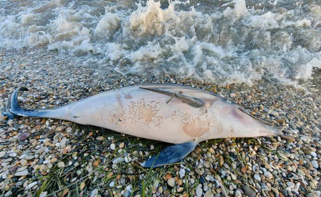 Νεκρό δελφίνι εκβράστηκε στην παραλία το