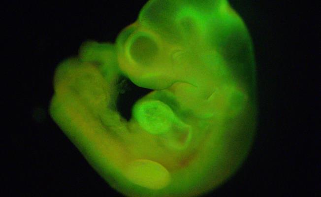 Τα θηλαστικά δεν μπορούν να κλωνοποιηθού