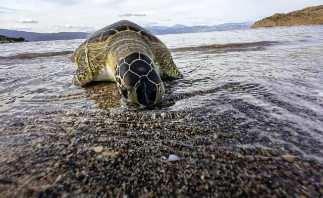 Πομποί σε δύο χελώνες της Κύπρου με το κ