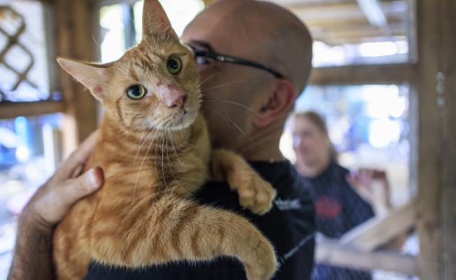 Οι γάτες θα μπορούσαν να βοηθήσουν στη θ
