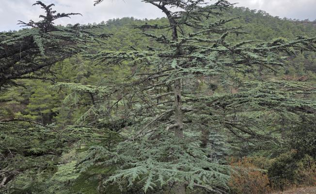 Πολύτιμο κομμάτι της κυπριακής κληρονομι