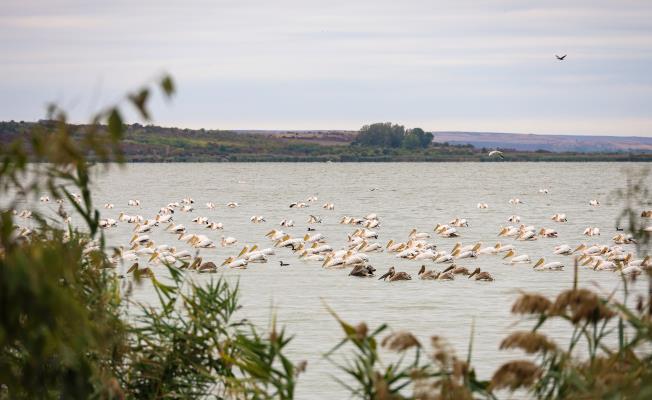 Χειμερινή απογραφή υδρόβιων πτηνών στη Β