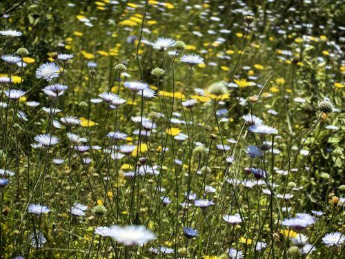Στην εκστρατεία Plant Health 4 Life συμμετέχει η Κύπρος