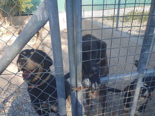 Απογοήτευση φιλοζωικής οργάνωσης για περί Σκύλων Νόμο