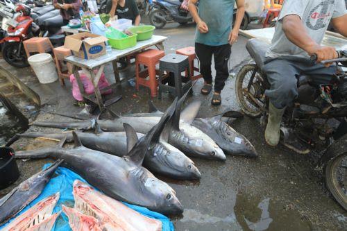 EU fisheries rules will strengthen competitiveness, food security says Oceana