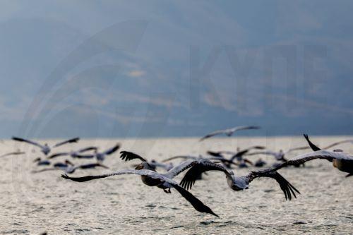 Η ΕΕ επιδιώκει επιτάχυνση της εφαρμογής των παγκόσμιων στόχων για βιοποικιλότητα στην COP17