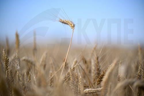 Σημαντική αύξηση της απόδοσης κριθαριού στην Κύπρο προβλέπει το JRC για το 2026