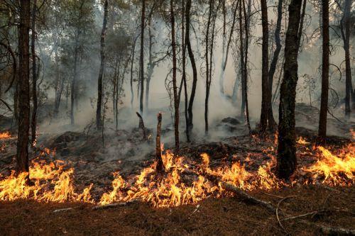 Πάνω από 200 δασικές πυρκαγιές παραμένουν εκτός ελέγχου στον Καναδά