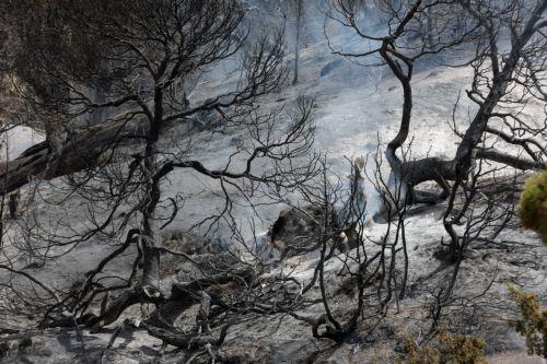 Τυνησία: 900 εστίες φωτιάς σε διάστημα 3 ημέρων κατέγραψε η χώρα