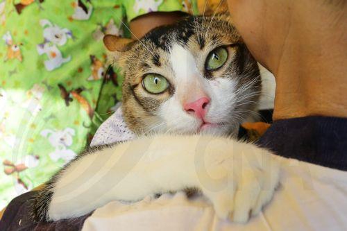 Στη Λάρνακα το 18ο Συνέδριο Επιτροπής Μ. Ανατολής Παγκόσμιου Οργανισμού για Υγεία Ζώων