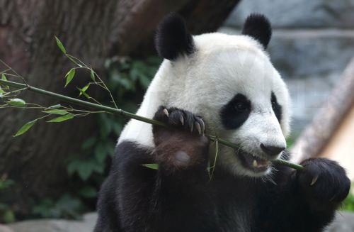 Δύο τεράστια πάντα που έστειλε η Κίνα έφτασαν στις ΗΠΑ