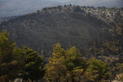 WWF Ελλάς: Πάνω από 180.000 στρέμματα καμένων δασικών εκτάσεων σε λίγες μόλις μέρες
