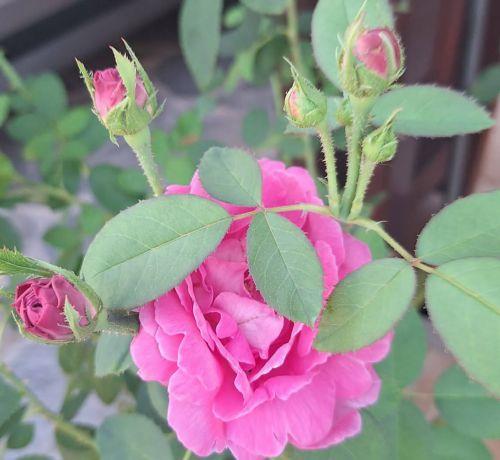 Η Rosa Damascena που έκανε ξακουστό το Μηλικούρι