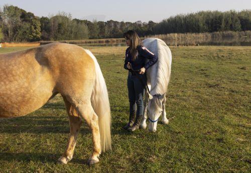 West Nile virus detected in horses in Cyprus
