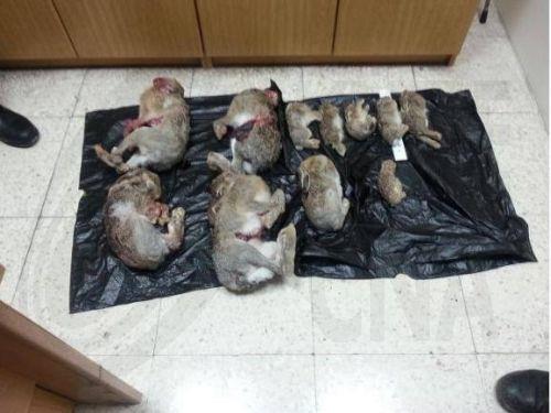 Καταδίκη 55 προσώπων και πρόστιμα €239 χιλ. για λαθροθηρία πτηνών το φθινόπωρο, σύμφωνα με CABS